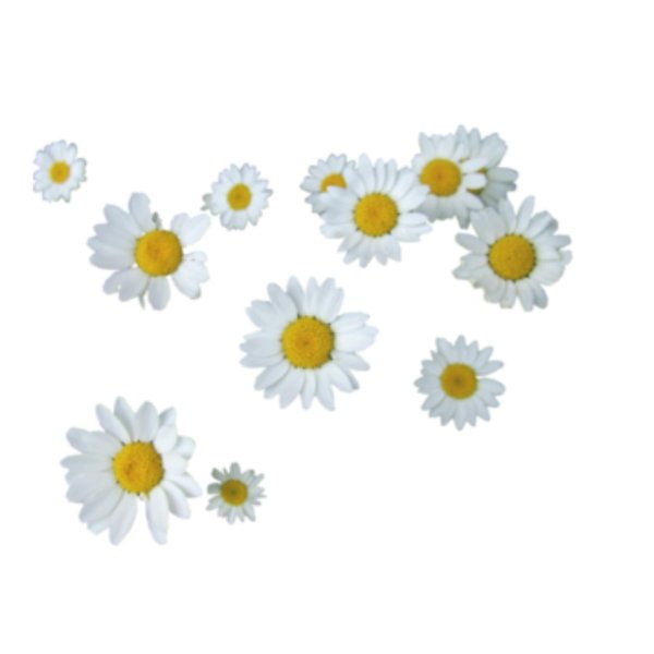 Ромашки на прозрачном фоне
