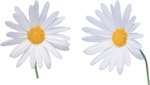 Ромашки на прозрачном фоне