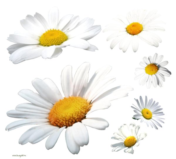 Ромашки на прозрачном фоне