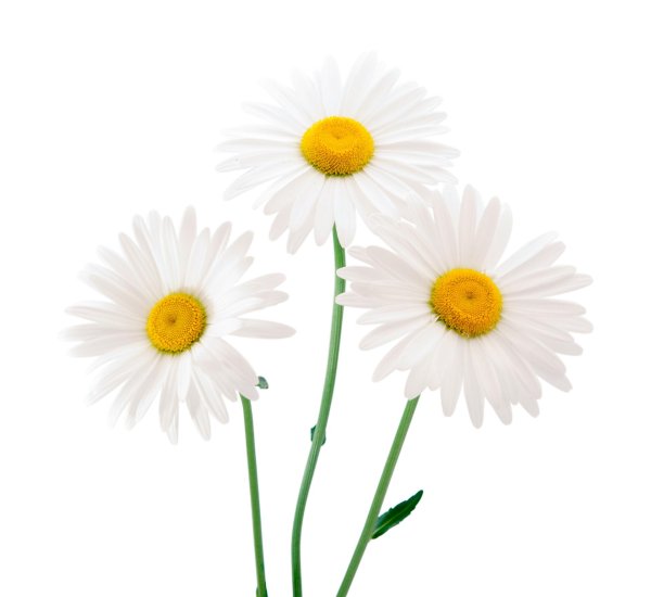 Ромашки на прозрачном фоне