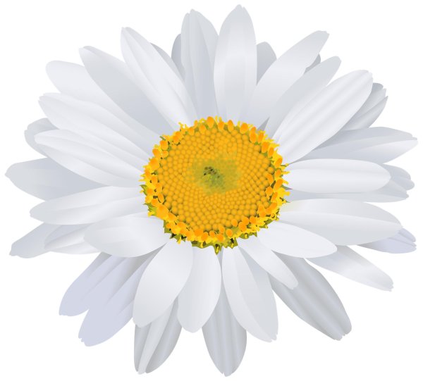 Ромашки на прозрачном фоне