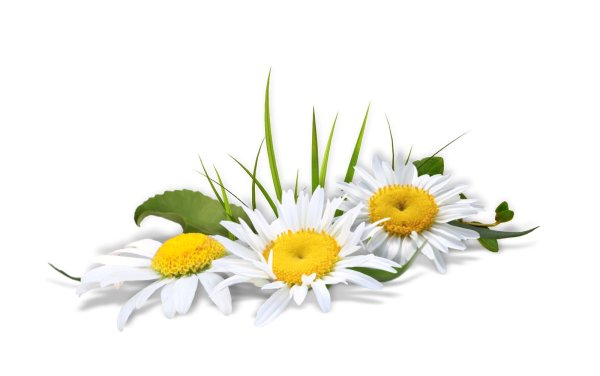 Ромашки на прозрачном фоне