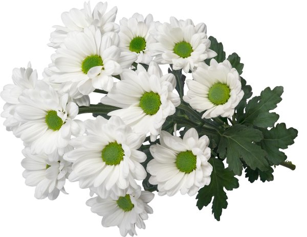 Ромашки на прозрачном фоне