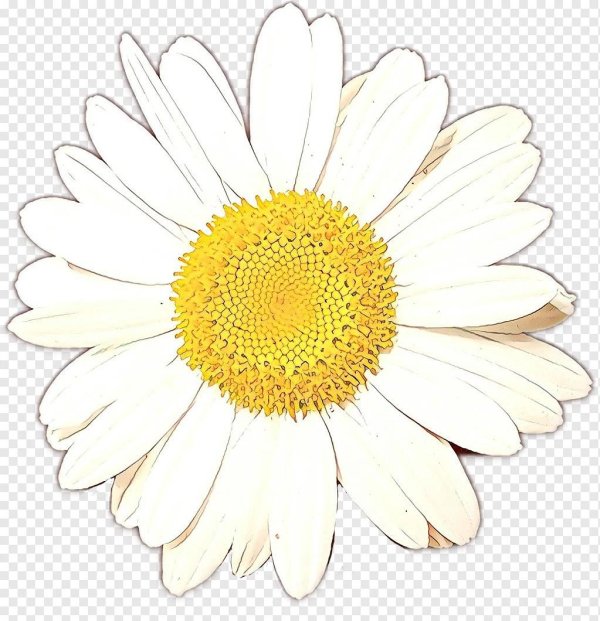 Ромашки на прозрачном фоне
