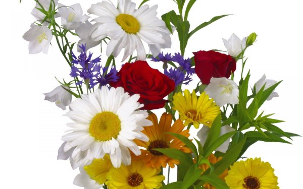 Ромашки на прозрачном фоне