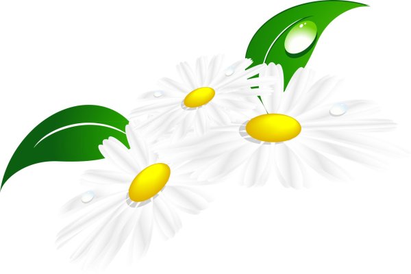 Ромашки на прозрачном фоне