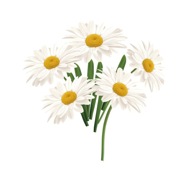 Ромашки на прозрачном фоне