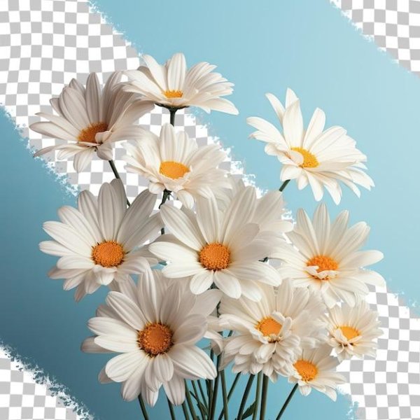 Ромашки на прозрачном фоне