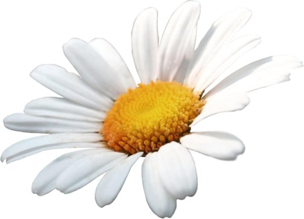Ромашки на прозрачном фоне