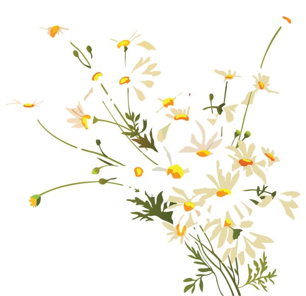 Ромашки на прозрачном фоне