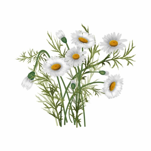 Ромашки на прозрачном фоне