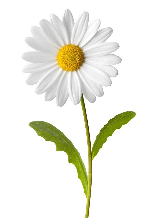 Ромашки на прозрачном фоне