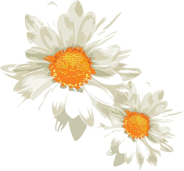 Ромашки на прозрачном фоне