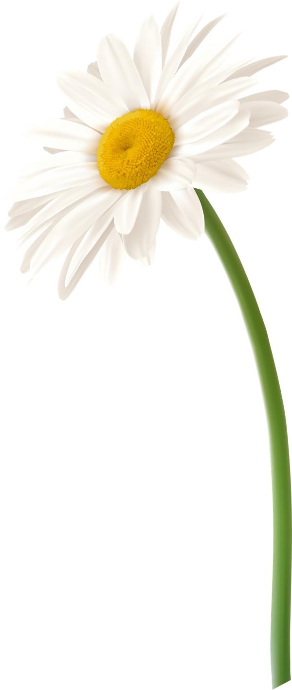 Ромашки на прозрачном фоне