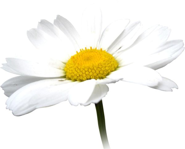 Ромашки на прозрачном фоне