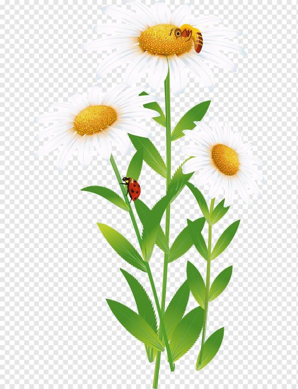 Ромашки на прозрачном фоне