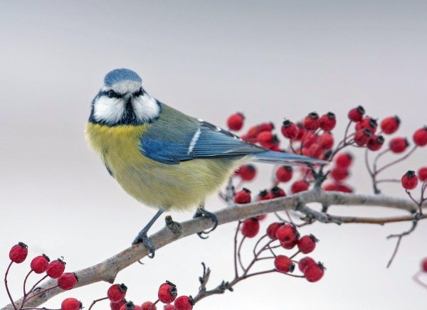 Доброго дня на українській мові