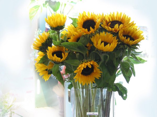 Доброго дня на українській мові