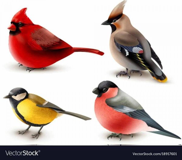 Птиц зимующих для детей цветные