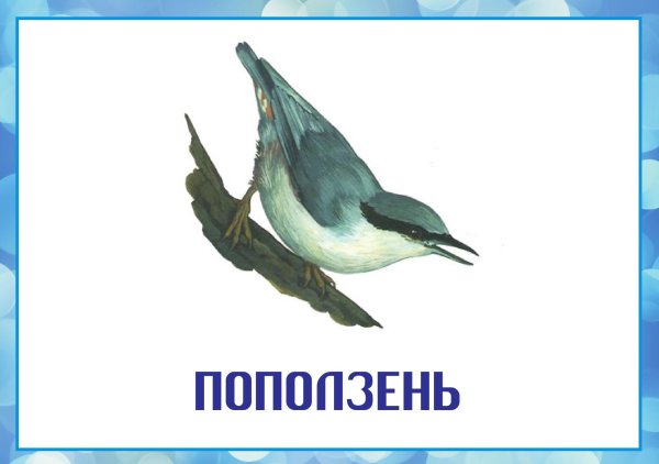 Птиц зимующих для детей цветные