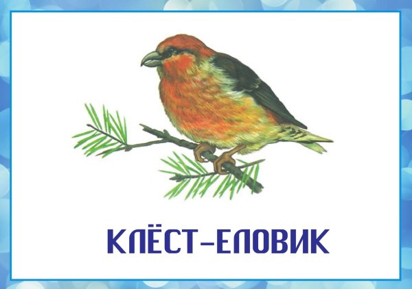 Птиц зимующих для детей цветные