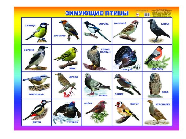 Птиц зимующих для детей цветные