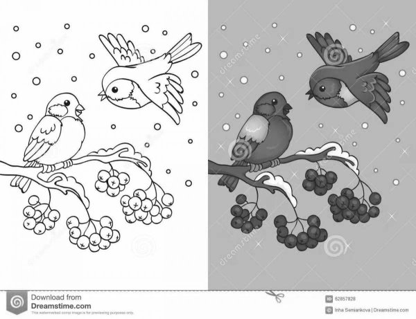 Птиц зимующих для детей цветные