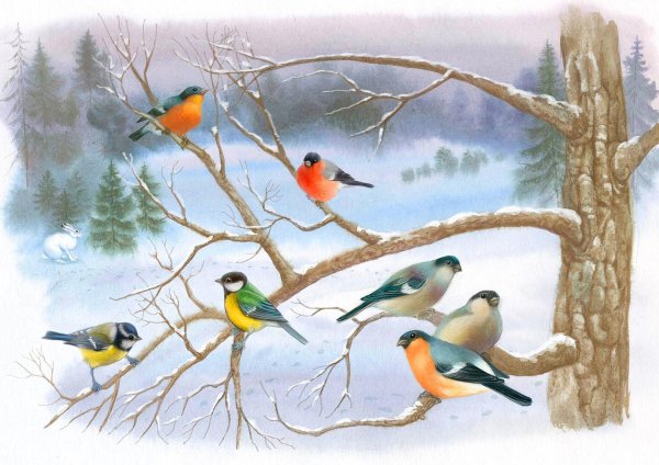Птиц зимующих для детей цветные