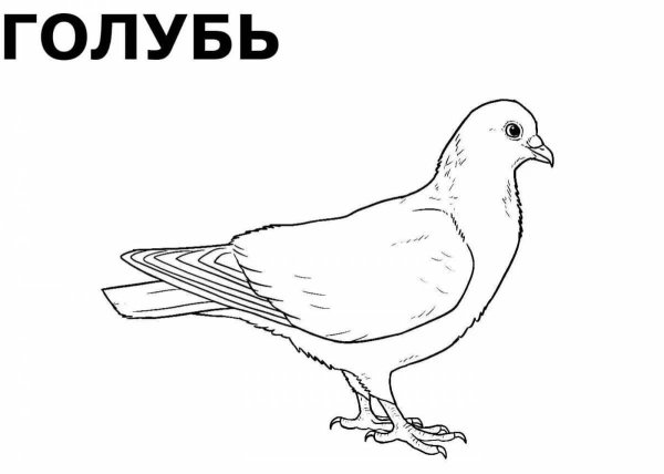 Птиц зимующих для детей цветные