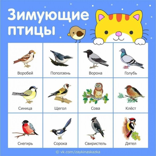 Птиц зимующих для детей цветные