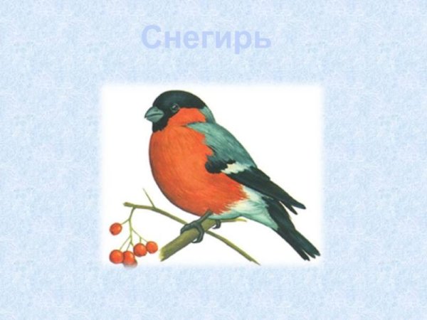 Птиц зимующих для детей цветные