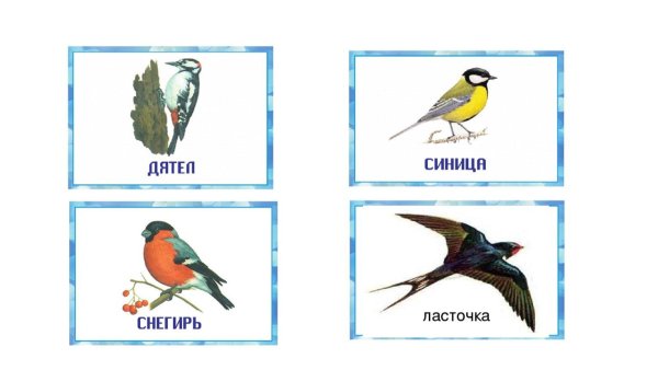 Птиц зимующих для детей цветные