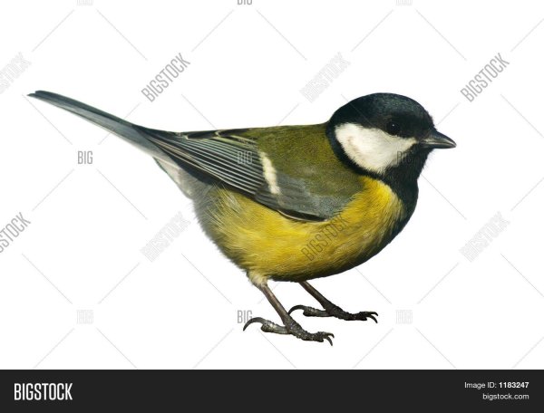 Птиц зимующих для детей цветные