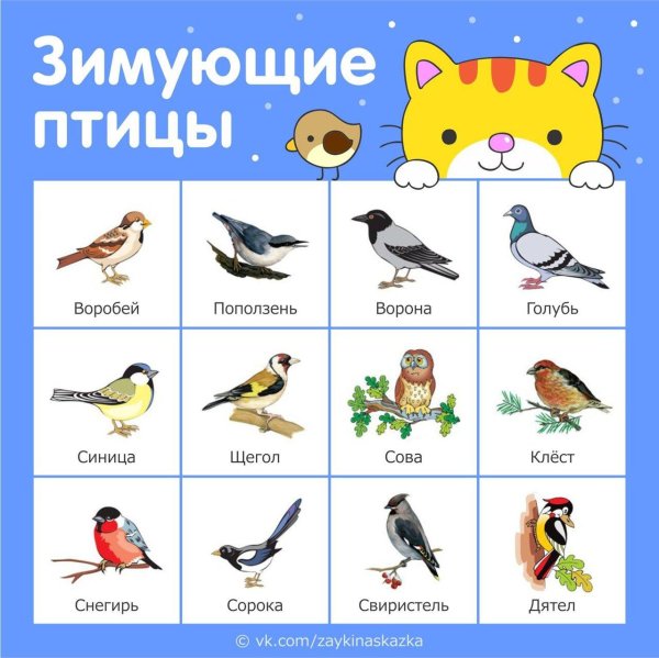Птиц зимующих для детей цветные