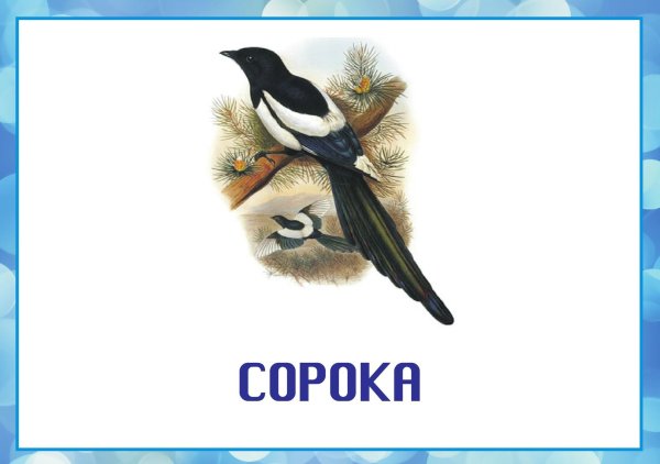 Птиц зимующих для детей цветные