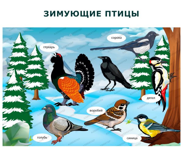 Птиц зимующих для детей цветные