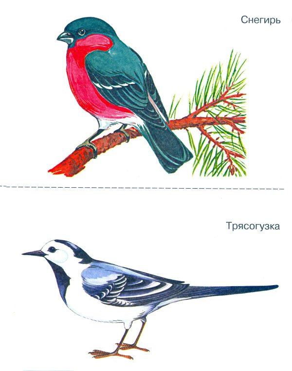 Птиц зимующих для детей цветные