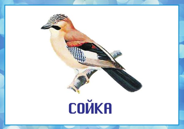 Птиц зимующих для детей цветные