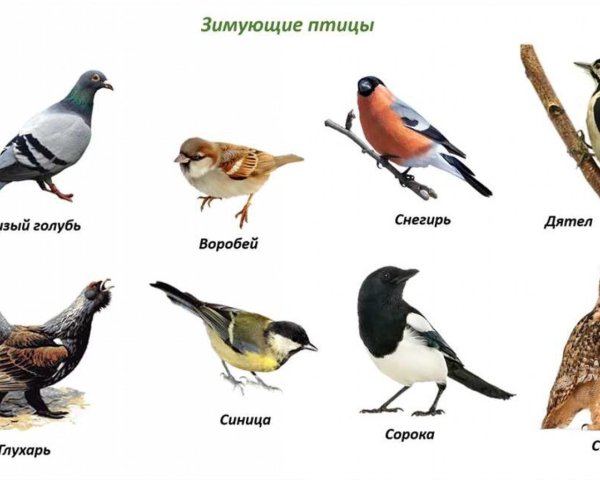 Птиц зимующих для детей цветные