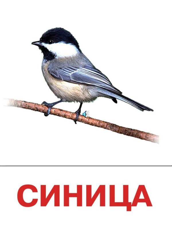 Птиц зимующих для детей цветные