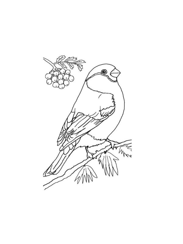 Птиц зимующих для детей цветные