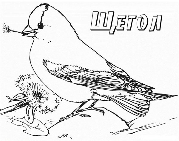 Птиц зимующих для детей цветные