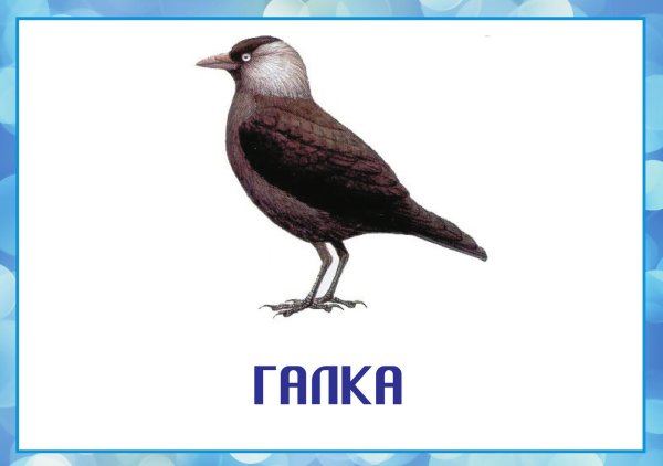 Птиц зимующих для детей цветные