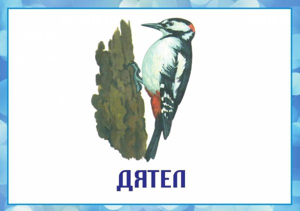 Птиц зимующих для детей цветные