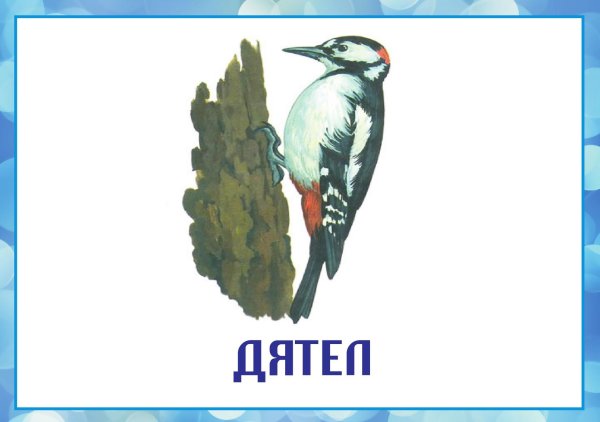 Птиц зимующих для детей цветные