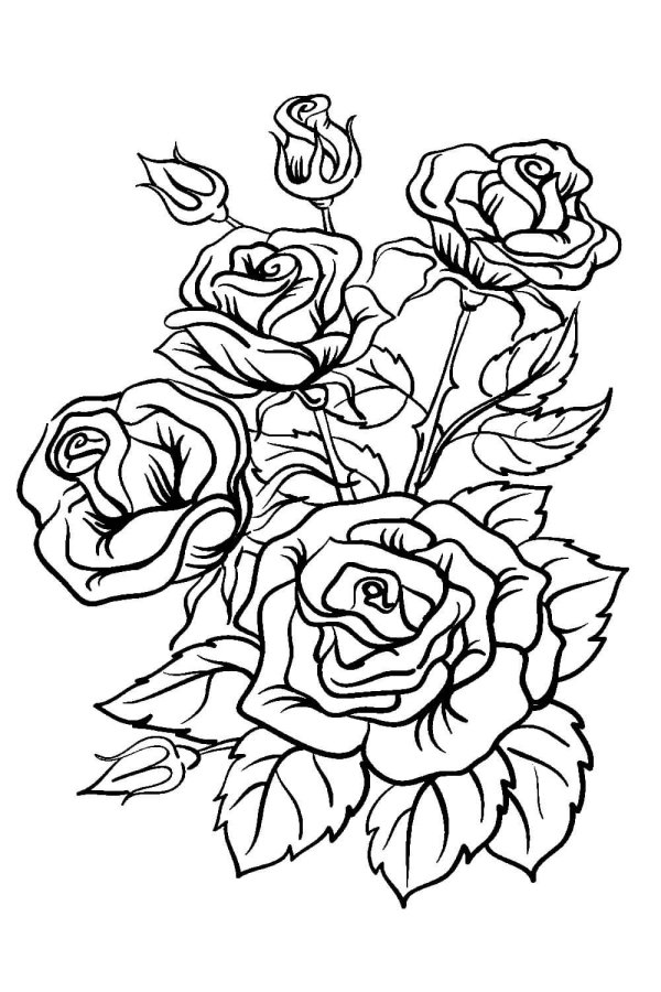 роза раскраска