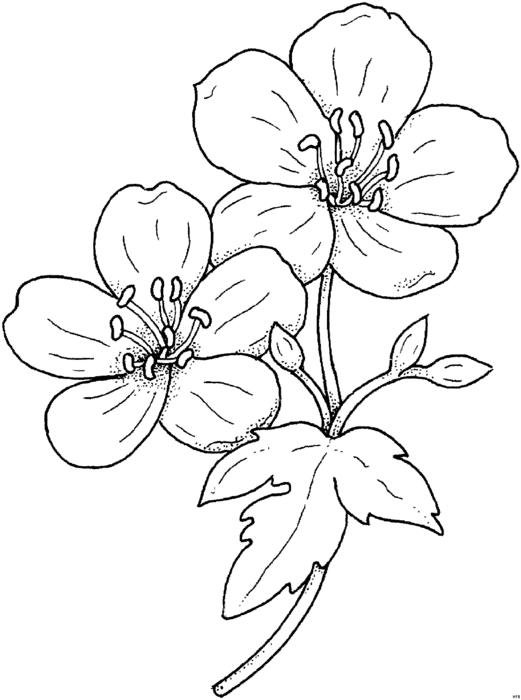 цветок вишни рисунок