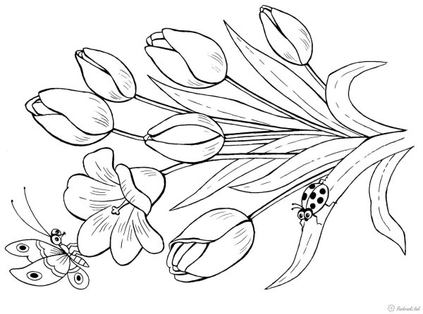 цветки раскраска