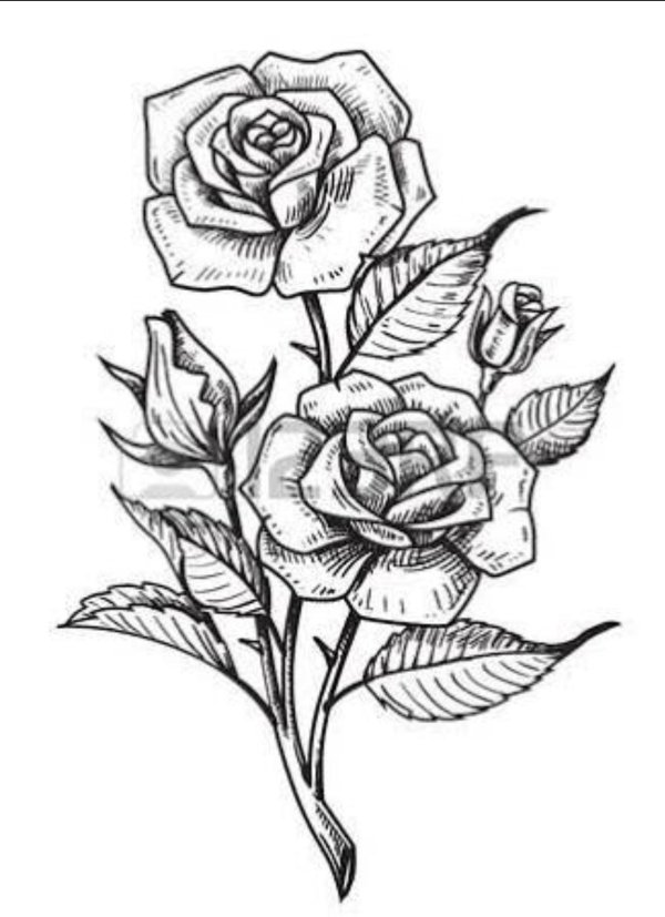 роза эскиз