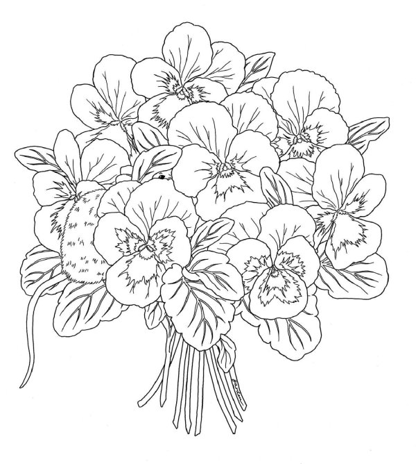 узамбарская фиалка рисунок